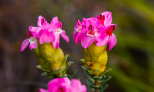Funky Fynbos Festival